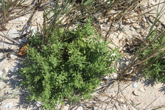 Tournefortia sibirica