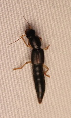 Pinophilus