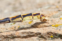 Ophiogomphus arizonicus