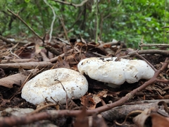 Lactifluus deceptivus