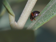 Chilocorus bipustulatus