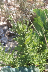 Tournefortia sibirica