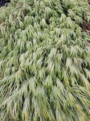 Cyperus erythrorhizos