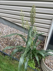 Sorghum bicolor