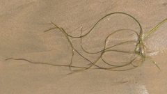 Phyllospadix torreyi