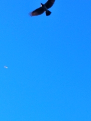 Corvus cornix