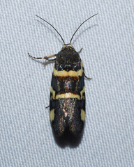 Spragueia funeralis