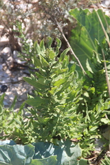 Tournefortia sibirica