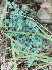 Argyrochosma microphylla