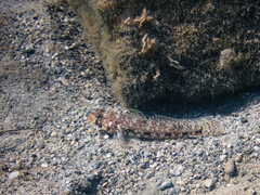 Gobius geniporus