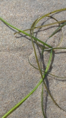 Phyllospadix torreyi