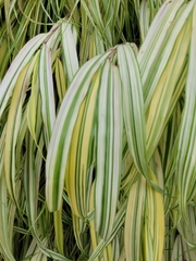 Cyperus erythrorhizos