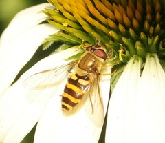 Syrphus