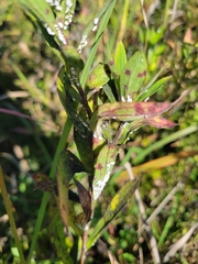 Asteromyia carbonifera