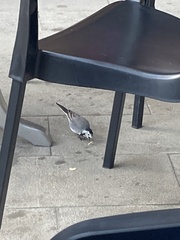 Motacilla alba alba