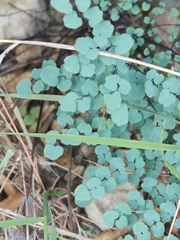 Argyrochosma microphylla