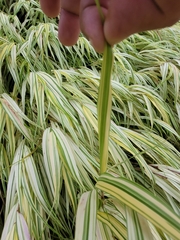 Cyperus erythrorhizos