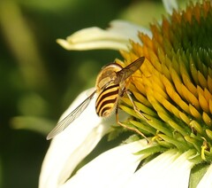 Syrphus