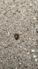 Pelidnota punctata