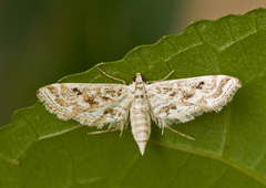 Parapoynx diminutalis