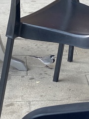 Motacilla alba alba
