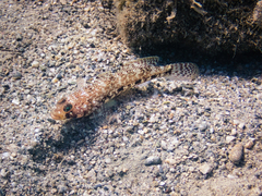Gobius geniporus