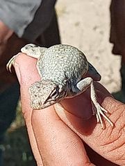 Callisaurus draconoides