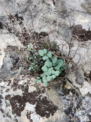 Argyrochosma microphylla