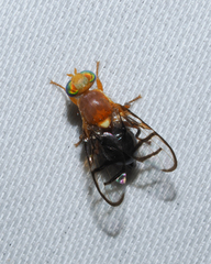 Paraterellia superba