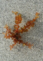 Botryocladia occidentalis