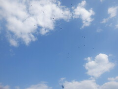 Sturnus vulgaris