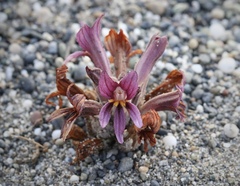 Aphyllon californicum