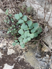 Argyrochosma microphylla