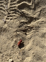 Tetraopes femoratus