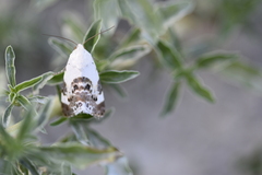 Acontia lucida