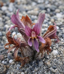 Aphyllon californicum