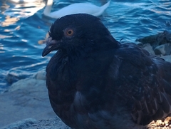Columba livia domestica