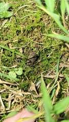 Hadrobunus maculosus