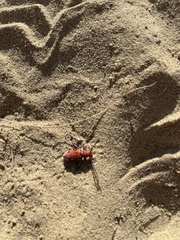 Tetraopes femoratus