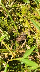 Hadrobunus maculosus