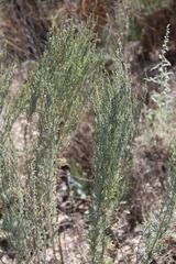 Artemisia taurica