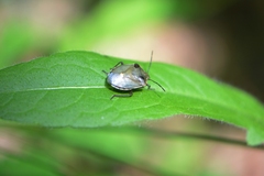 Chlorochroa pinicola