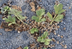 Glehnia littoralis