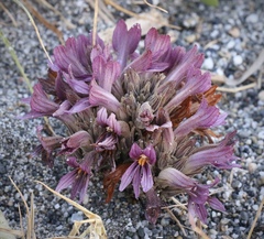 Aphyllon californicum