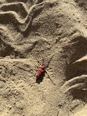 Tetraopes femoratus