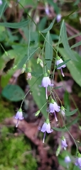 Campanula divaricata