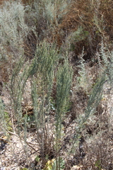 Artemisia taurica