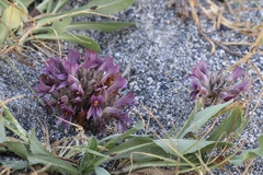 Aphyllon californicum