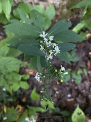 Symphyotrichum lateriflorum