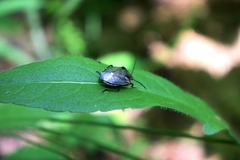 Chlorochroa pinicola